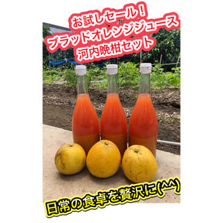 美味しく免疫力UP 宇和島産 ブラッドオレンジジュース(フルーツ)