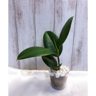 ようこ様 専用ページ(プランター)