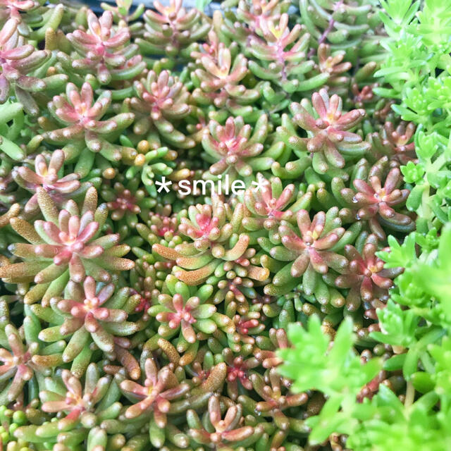 多肉植物 セダム 6種類 カット苗 Cの通販 by ✴︎smile✴︎|ラクマ 多肉植物 セダム 6種類 カット苗 Cの通販 by ✴︎smile✴︎|ラクマ