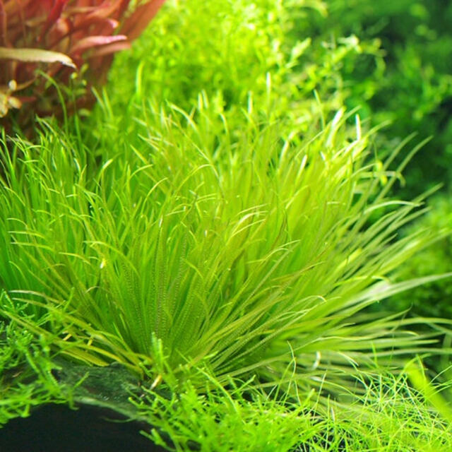 【ADA】ブリクサショートリーフ5本 初心者おすすめco2なしok 中景草 その他のペット用品(アクアリウム)の商品写真