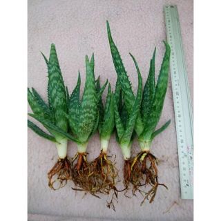 アロエベラ 苗 30cm前後 2株セット 食用アロエベラ 無農薬栽の通販 By こう S Shop ラクマ アロエベラ 苗 30cm前後 2株セット 食用アロエベラ 無農薬栽の通販 By こう S Shop ラクマ