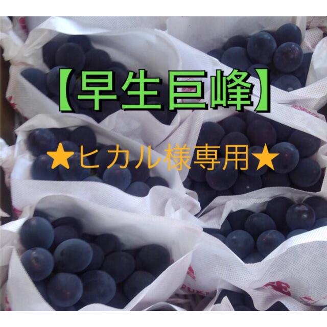 ぶどう【早生巨峰】3キロ箱 ★ヒカル★