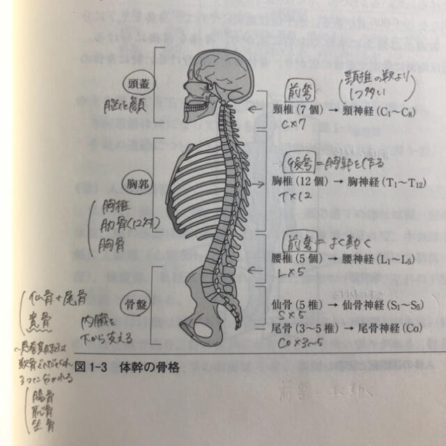 人体の構造と機能-人体の構造と機能および疾病A-('18) エンタメ/ホビーの本(健康/医学)の商品写真