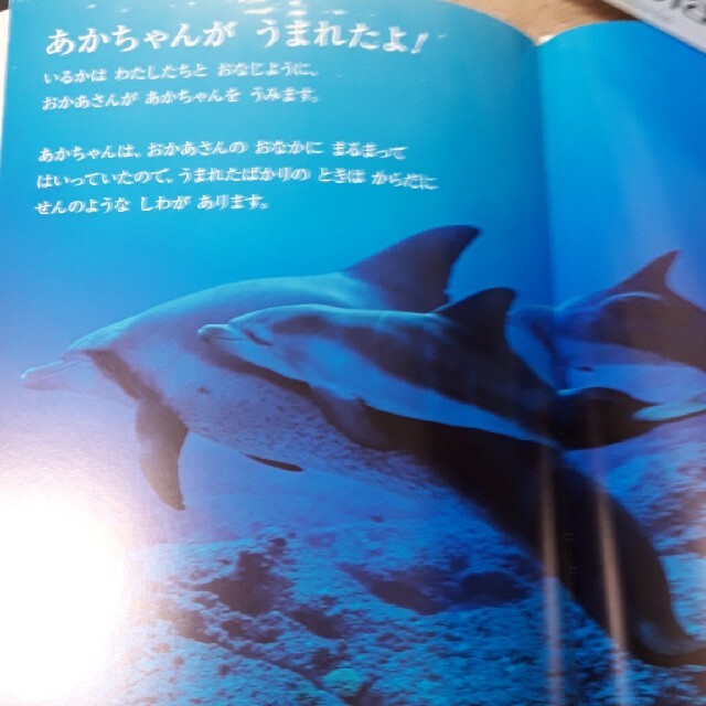 しぜん キンダーブック フレーベル館 いるか8の通販 by 百合の花 しぜん キンダーブック フレーベル館 いるか8の通販 by 百合の花
