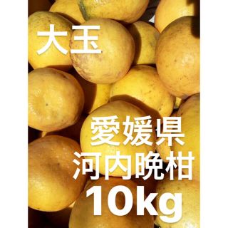 愛媛県　宇和ゴールド　河内晩柑　10kg(フルーツ)