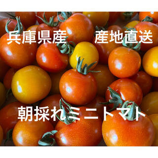 ミニトマト千果1.2キロ(野菜)