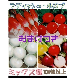 レインボーラディッシュ 小かぶ はつかだいこん 野菜種(野菜)