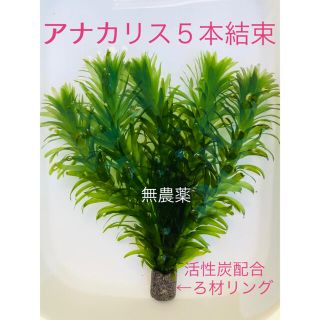 アナカリス15本＋水草　アナカリス5本結束　リング(アクアリウム)