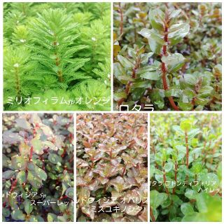 (水草・水上葉)　赤系５種セット(アクアリウム)