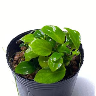 水草　プチナナ　ブセファランドラ　クリプトコリネ(アクアリウム)