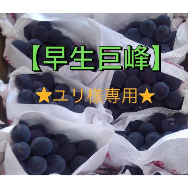 ぶどう【早生巨峰】3キロ箱 ★ユリ★