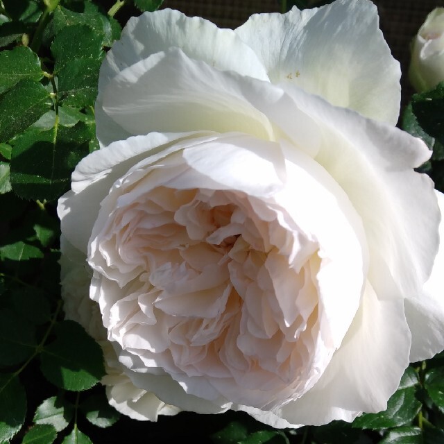 薔薇🌹『ボレロ』🌹挿し木苗 ハンドメイドのフラワー/ガーデン(その他)の商品写真