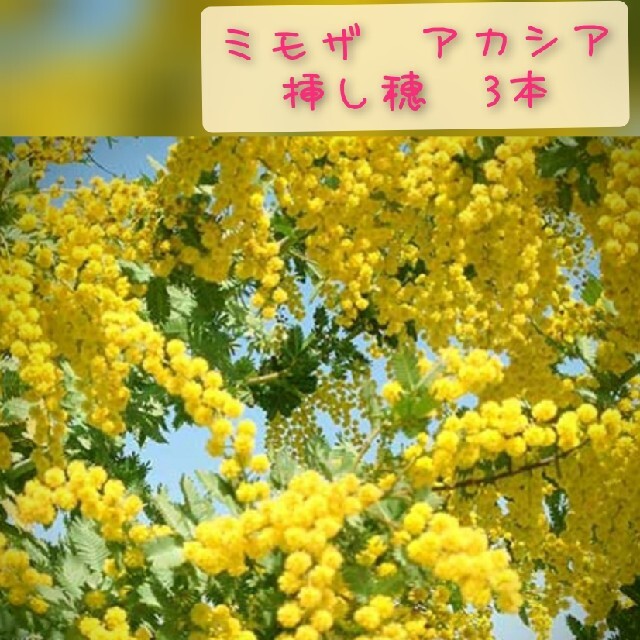 ミモザアカシア　挿し穂 ハンドメイドのフラワー/ガーデン(プランター)の商品写真
