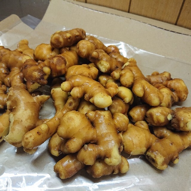 生姜(愛知県産小生姜) しょうが 辛口 食品/飲料/酒の食品(野菜)の商品写真