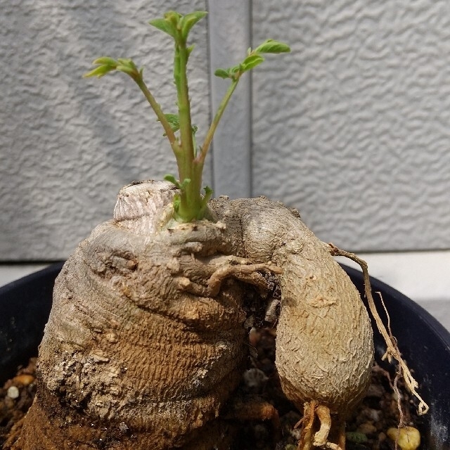 塊根植物 コーデックス Moringa oleifera