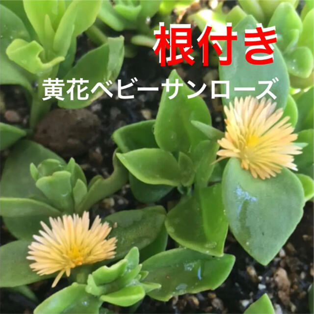 黄色の花が咲く ベビーサンローズ 直ぐ増える 初心者向き の通販 By うーちゃん S Shop ラクマ 黄色の花が咲く ベビーサンローズ 直ぐ増える 初心者向き の通販 By うーちゃん S Shop ラクマ