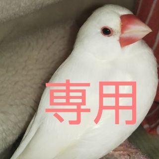 ふるる様(その他)