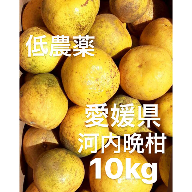 愛媛県　低農薬　宇和ゴールド　河内晩柑　10kg 食品/飲料/酒の食品(フルーツ)の商品写真