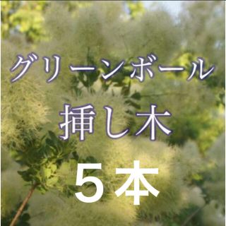 スモークツリー　グリーンボール　挿し木　５本(その他)