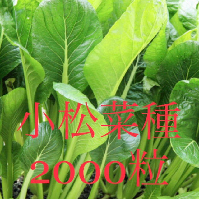 今年採取の小松菜種2000粒 食品/飲料/酒の食品(野菜)の商品写真