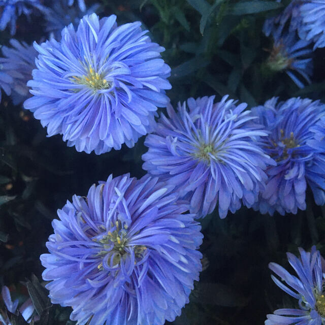 花の苗　宿根アスター　ブルー　苗