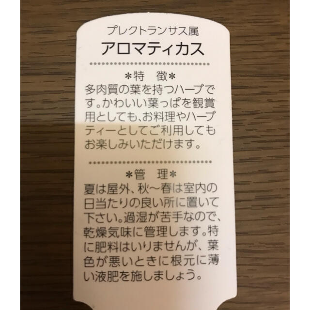 アロマティカス カット苗６本 セダムおまけ付き♪ ハンドメイドのフラワー/ガーデン(プランター)の商品写真