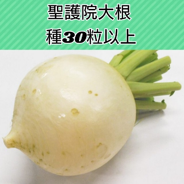 聖護院大根 種30粒以上 食品/飲料/酒の食品(野菜)の商品写真