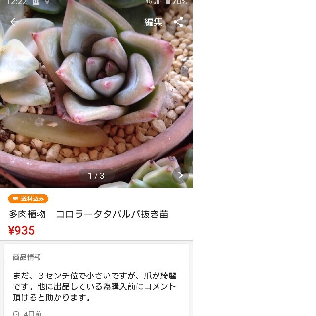 ご確認ページ韓国苗　新品種　チェロー　大カット苗 ハンドメイドのフラワー/ガーデン(その他)の商品写真