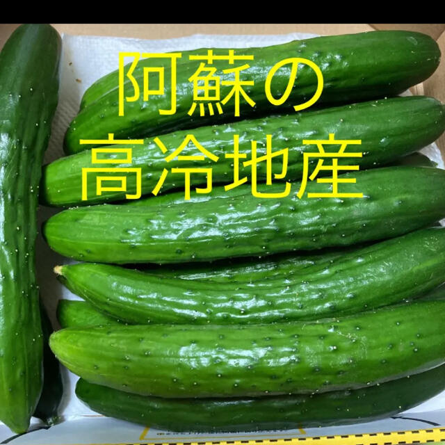 阿蘇のきゅうり　宅配便コンパクト1.5kg 次回お盆予定 食品/飲料/酒の食品(野菜)の商品写真