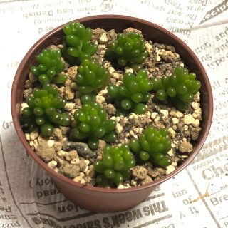 多肉植物♠レッドベリー カット苗(その他)