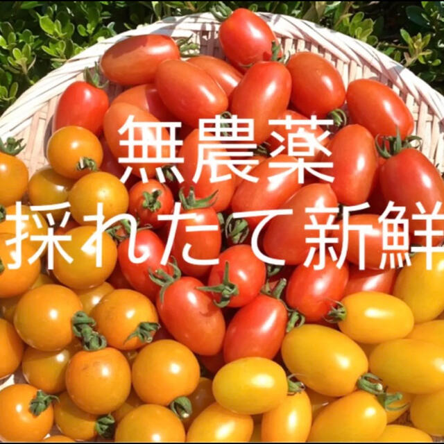 無農薬 最盛期フルーツトマト 900g以上 食品/飲料/酒の食品(野菜)の商品写真