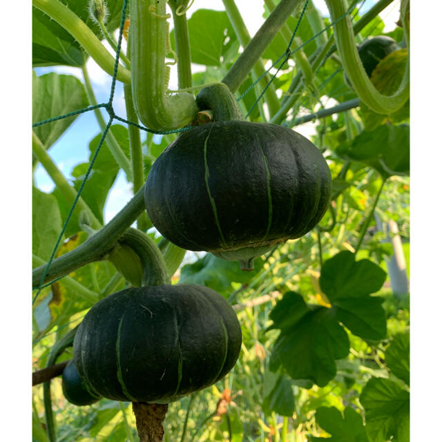 畑直送　無農薬栽培野菜 食品/飲料/酒の食品(野菜)の商品写真