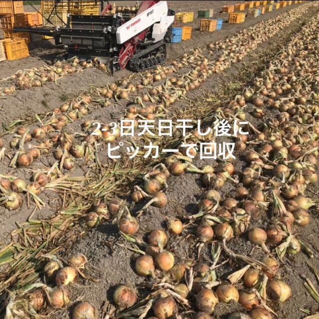 淡路島 完熟 玉ねぎ 5kg たまねぎ 玉葱 タマネギ 食品/飲料/酒の食品(野菜)の商品写真