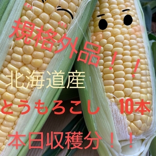北海道産とうもろこし規格外品【10本入】(野菜)
