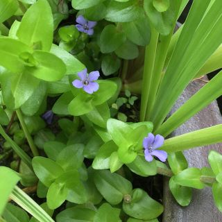 ウォーターバコパ 水上葉 無農薬 水草 10本 メダカの隠れ家に最適！(アクアリウム)