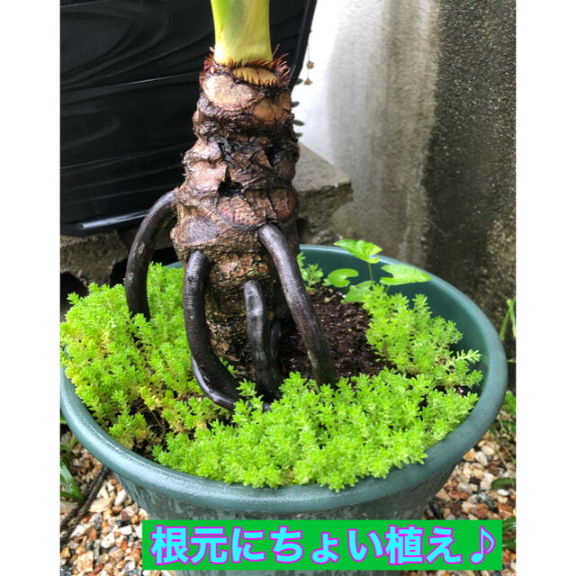 多肉植物　セダム　簡単栽培　即購入歓迎 ハンドメイドのフラワー/ガーデン(その他)の商品写真