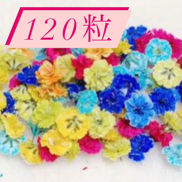 かすみ草ドライフラワー 120粒♡ ハンドメイドのフラワー/ガーデン(ドライフラワー)の商品写真