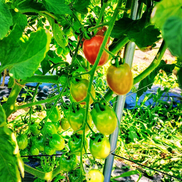 極甘🍅1kgミニトマト詰め合わせ 食品/飲料/酒の食品(野菜)の商品写真