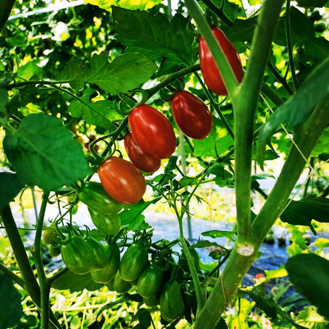 極甘🍅1kgミニトマト詰め合わせ 食品/飲料/酒の食品(野菜)の商品写真