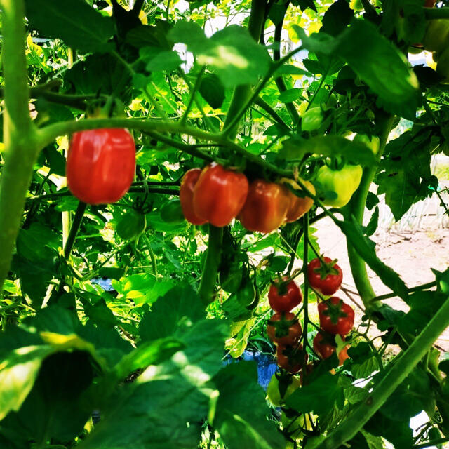 極甘🍅1kgミニトマト詰め合わせ 食品/飲料/酒の食品(野菜)の商品写真