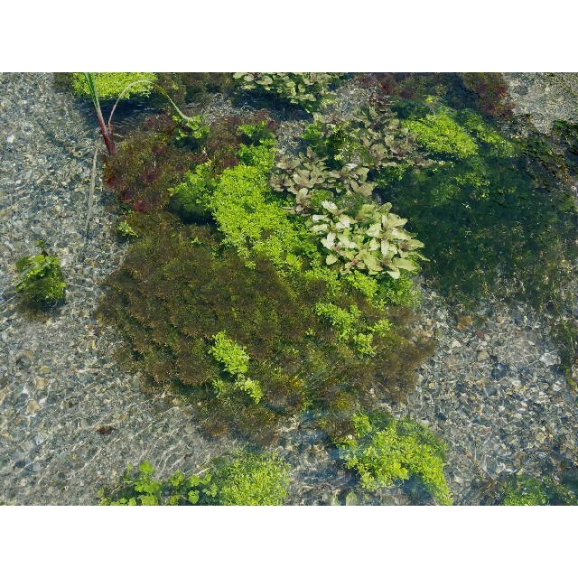 クール発送　阿蘇の湧水で育った水草　５種類　別途アナカリスも販売中