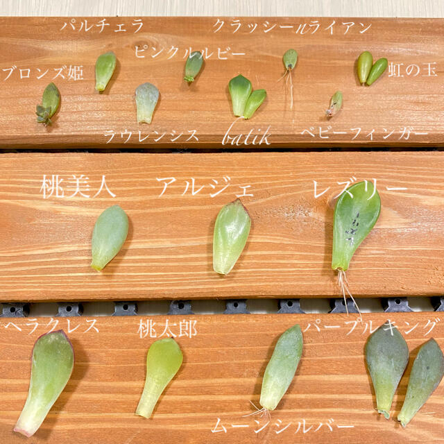 ＊ 多肉植物　15種　葉挿しセット ＊ ハンドメイドのフラワー/ガーデン(その他)の商品写真