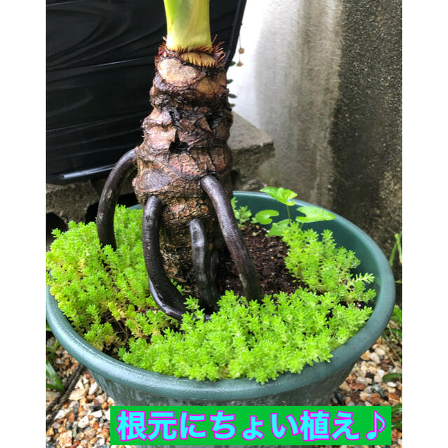 多肉植物　セダム　抜き苗　根っこつき　簡単栽培　即購入歓迎 ハンドメイドのフラワー/ガーデン(その他)の商品写真