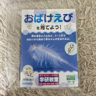 ガッケン(学研)のおばけえびを育てよう！　学研教室　自由研究(アクアリウム)