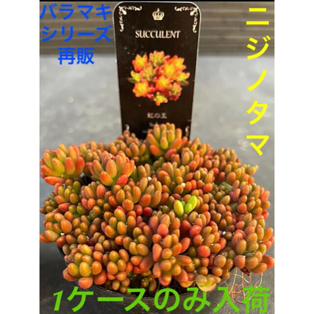 ✳️限定入荷です✳️復活バラマキシリーズ❗️多肉植物 虹の玉❗️早い者勝ち✳️ ハンドメイドのフラワー/ガーデン(その他)の商品写真