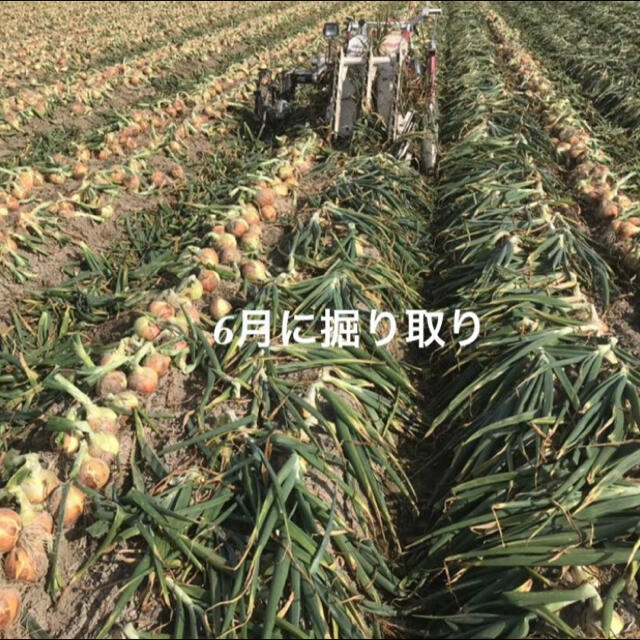 淡路島 完熟 玉ねぎ 5kg たまねぎ 玉葱 タマネギ 食品/飲料/酒の食品(野菜)の商品写真