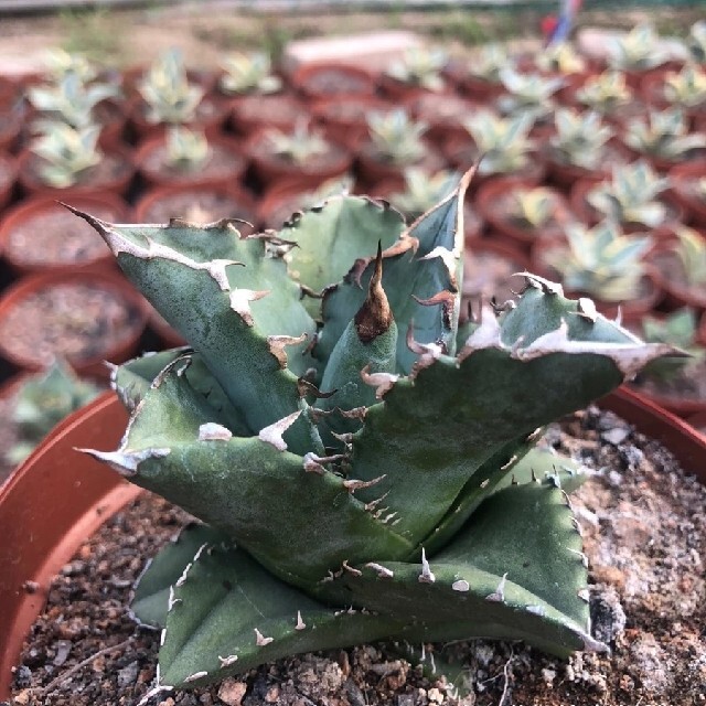 多肉植物アガベ チタノタ白鯨 福建白鯨の通販 By 小林 Shop ラクマ 多肉植物アガベ チタノタ白鯨 福建白鯨の通販 By 小林 Shop ラクマ