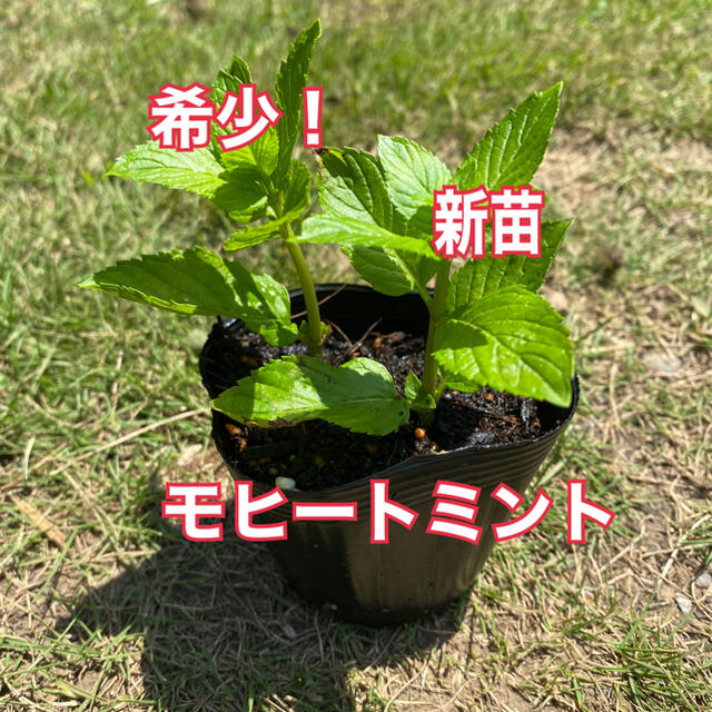 希少種❗️ モヒートミント　新苗❗️ ハンドメイドのフラワー/ガーデン(その他)の商品写真