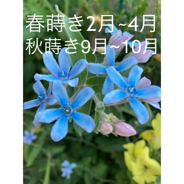 3     オキシペタラム  ブルースター花の種100粒 ハンドメイドのフラワー/ガーデン(その他)の商品写真
