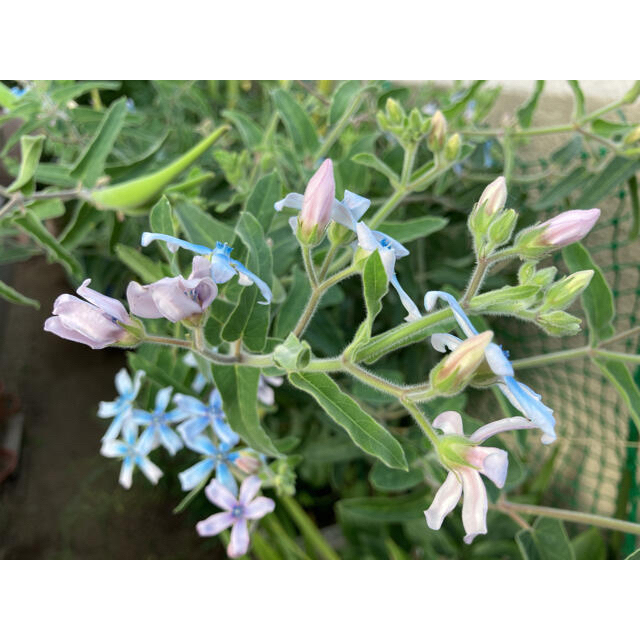 3     オキシペタラム  ブルースター花の種100粒 ハンドメイドのフラワー/ガーデン(その他)の商品写真